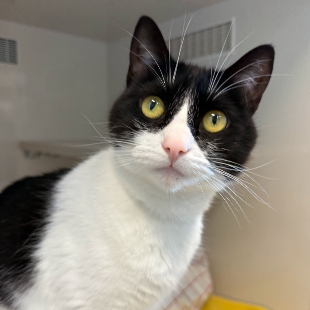 Meowth - Domestic Shorthair