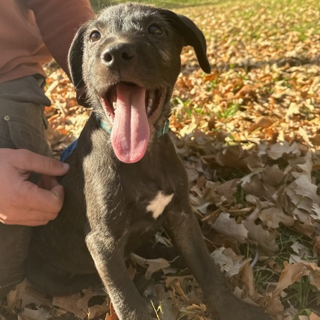 Lennon--In Foster***ADOPTION PENDING***, photo 3