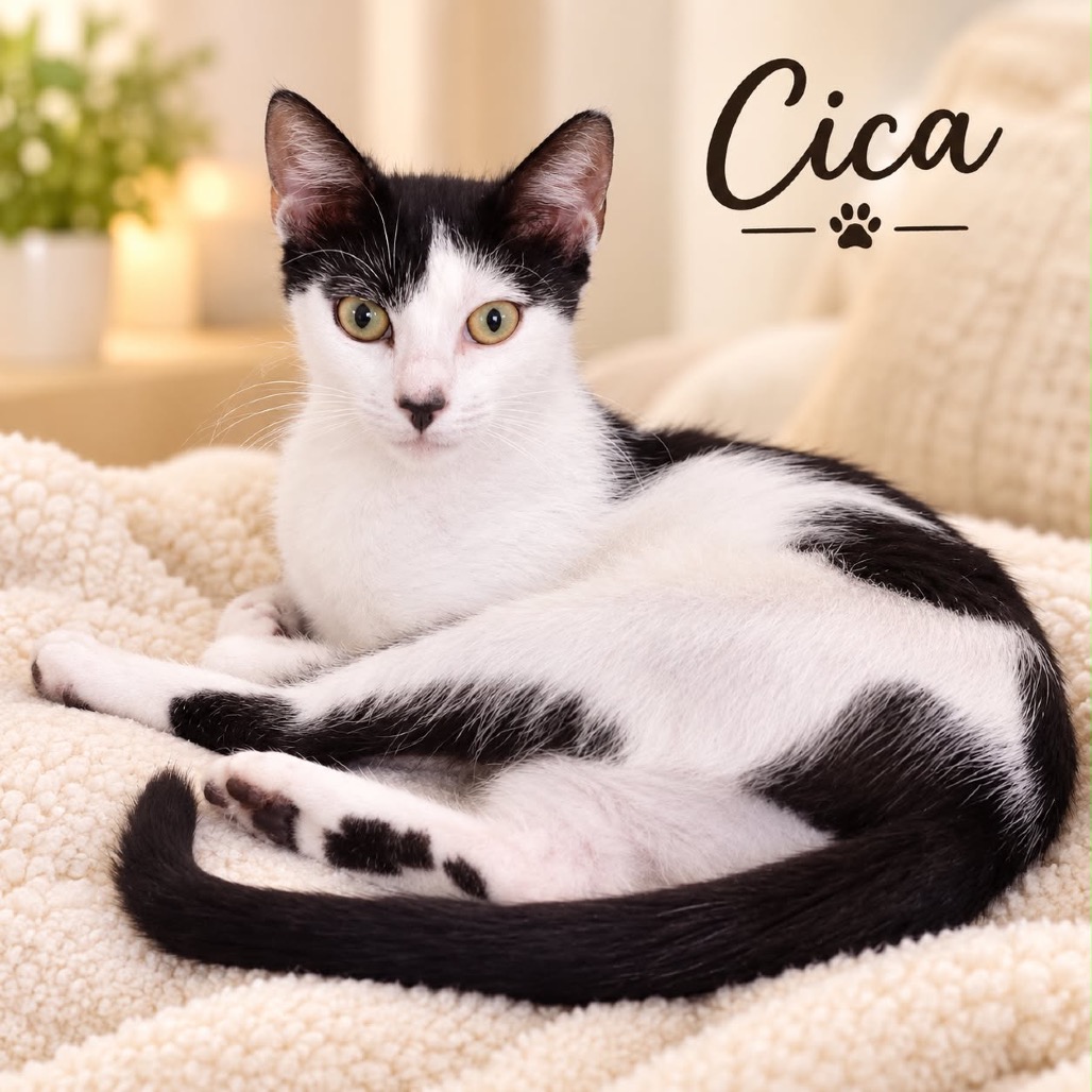 Cica