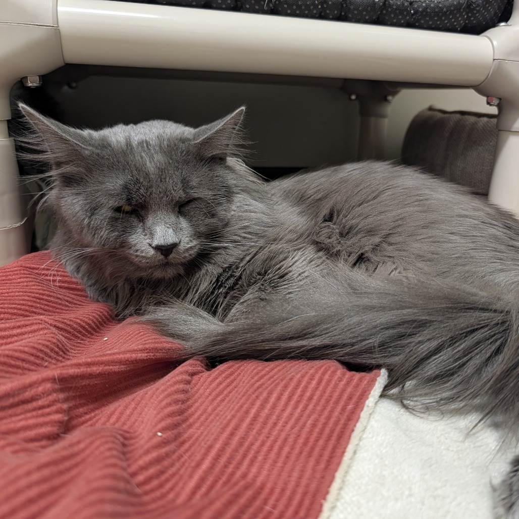 Furbo, photo 7