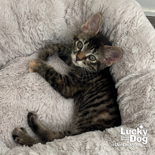 HEATHER - Domestic Shorthair available for adoption