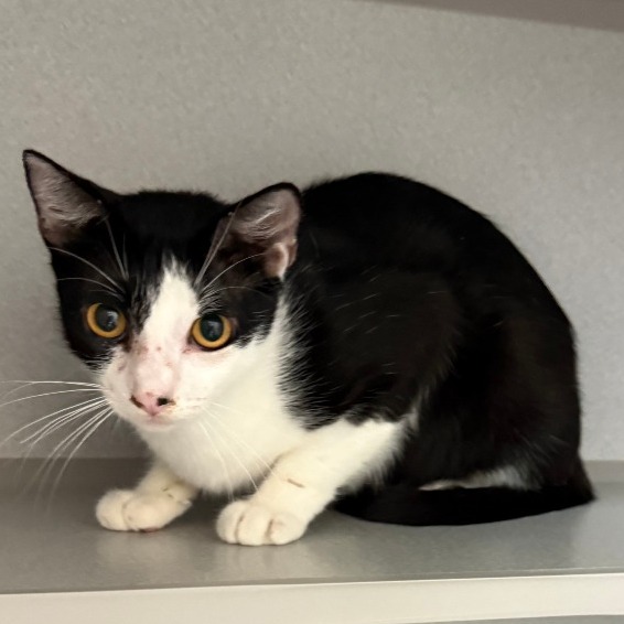 MARLA - Domestic Shorthair available for adoption