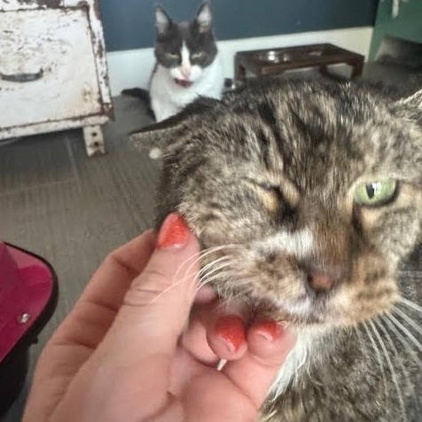 Bacon Bit — thumbnail 9