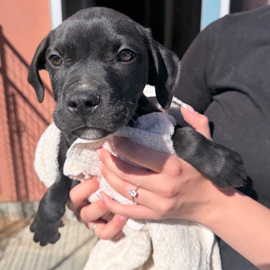 Kennel#34a's preview photo