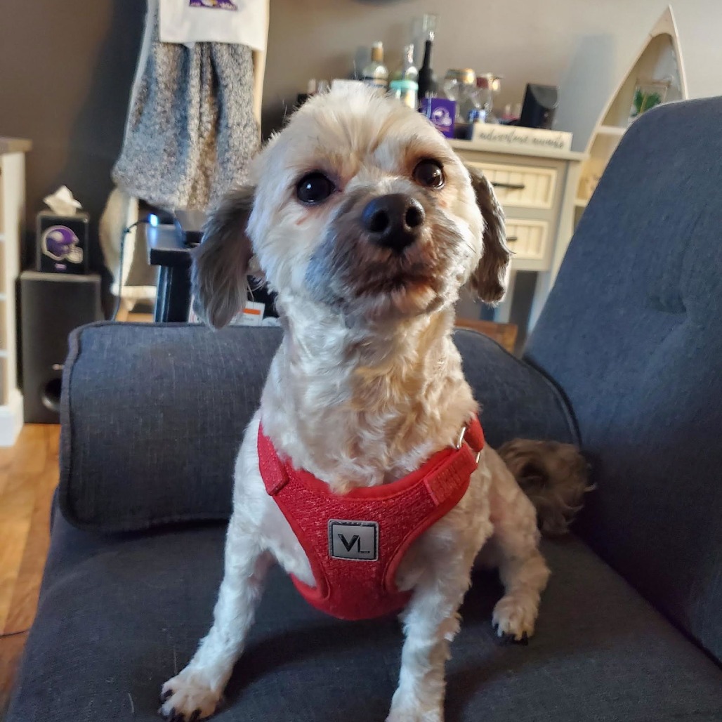 Romeo D10431, photo 5