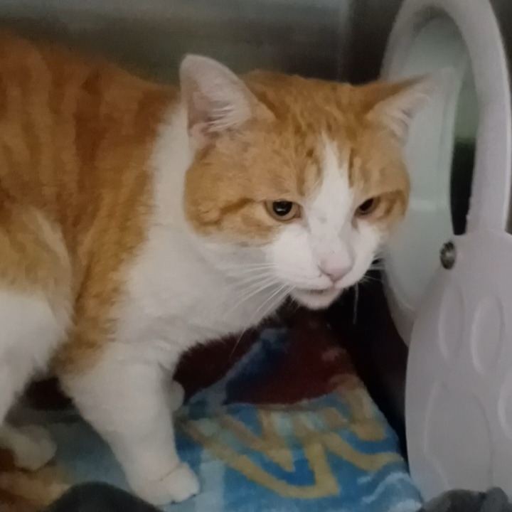 Miles — thumbnail 2