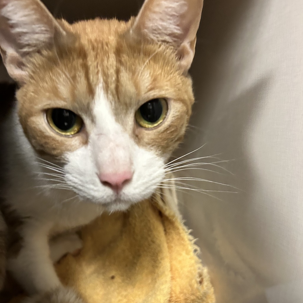 Sir King - Domestic Shorthair