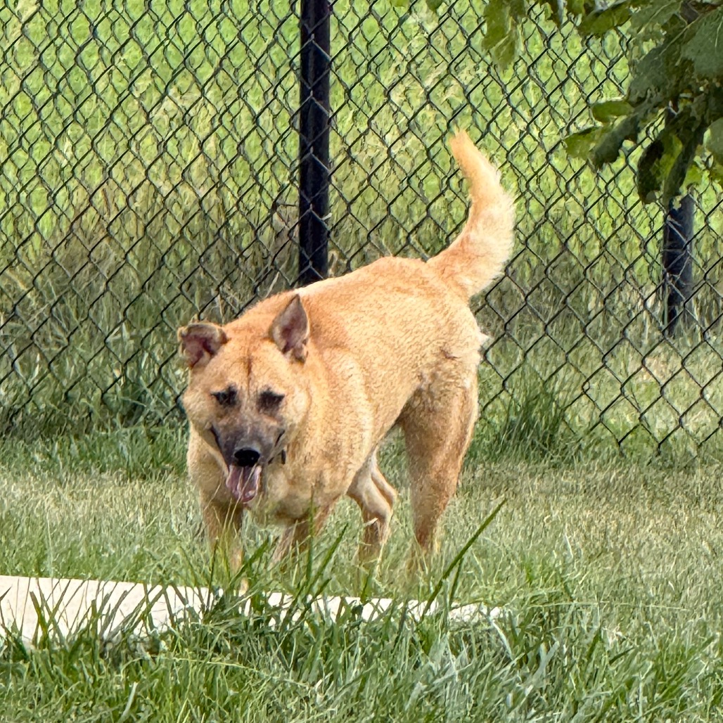 Mocha, photo 10