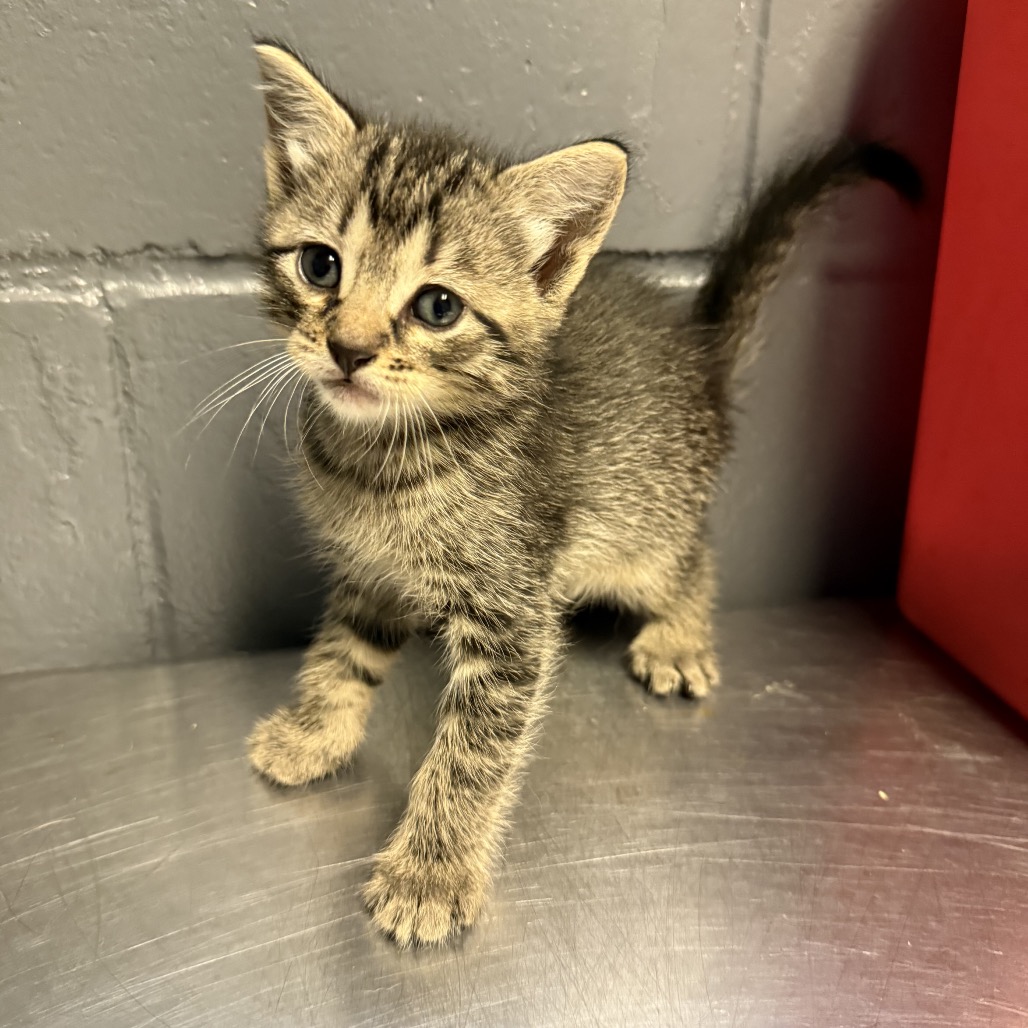 Tusc Stray 84493 2 3 4
