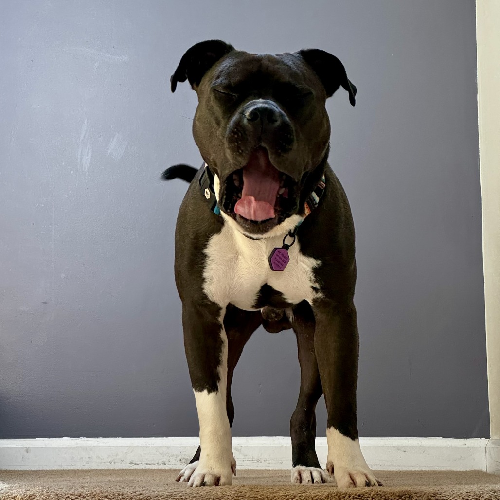 Photo of Stanley 8