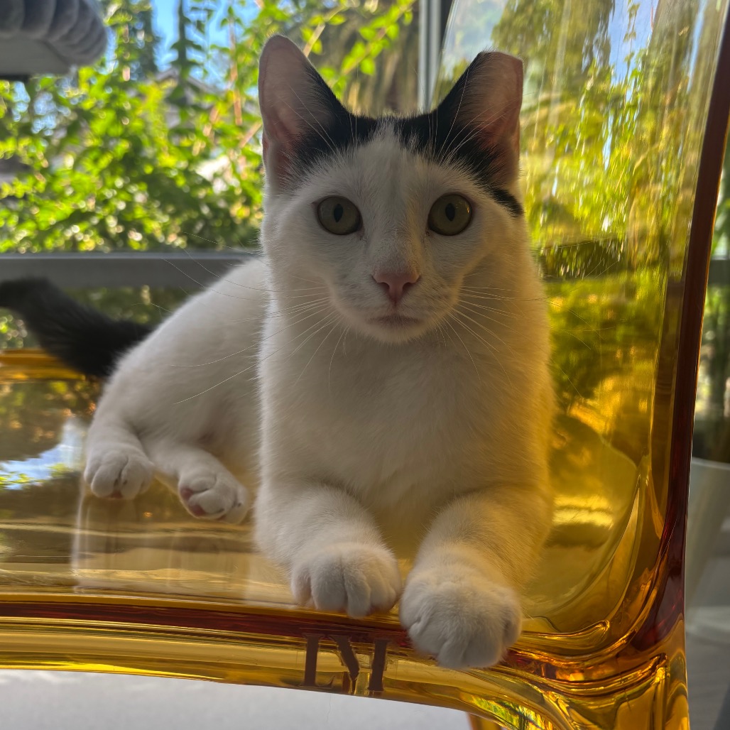 River - Domestic Shorthair