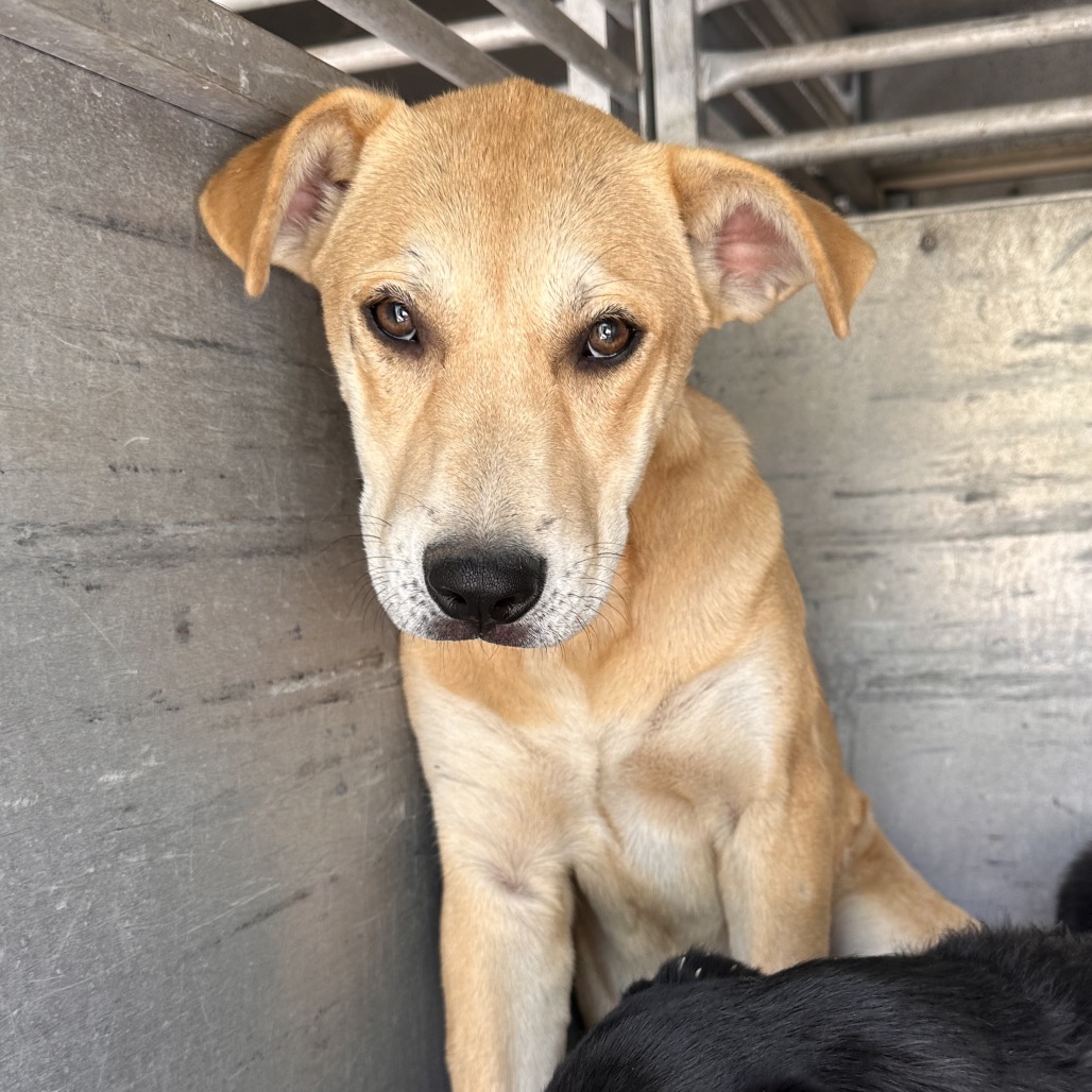 MAPLE - Shepherd available for adoption