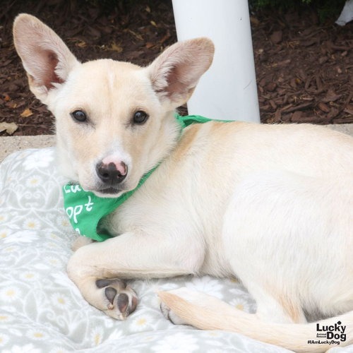 SHAYLA - Cattle Dog, Australian (Red Heeler) / Shepherd available for adoption