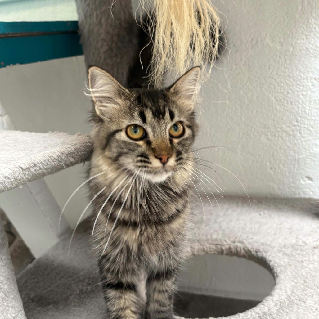 DAPHNE - Domestic Longhair available for adoption