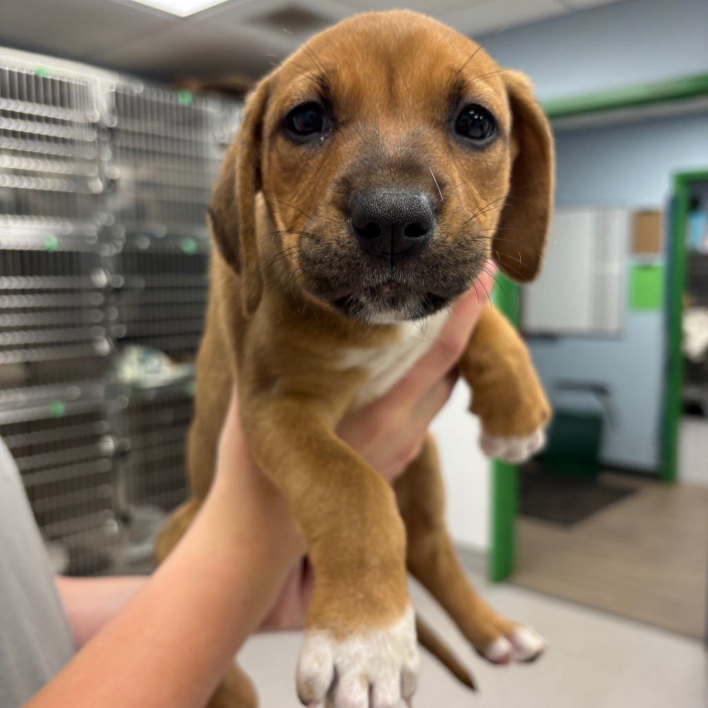 WALNUT - Hound / Retriever available for adoption