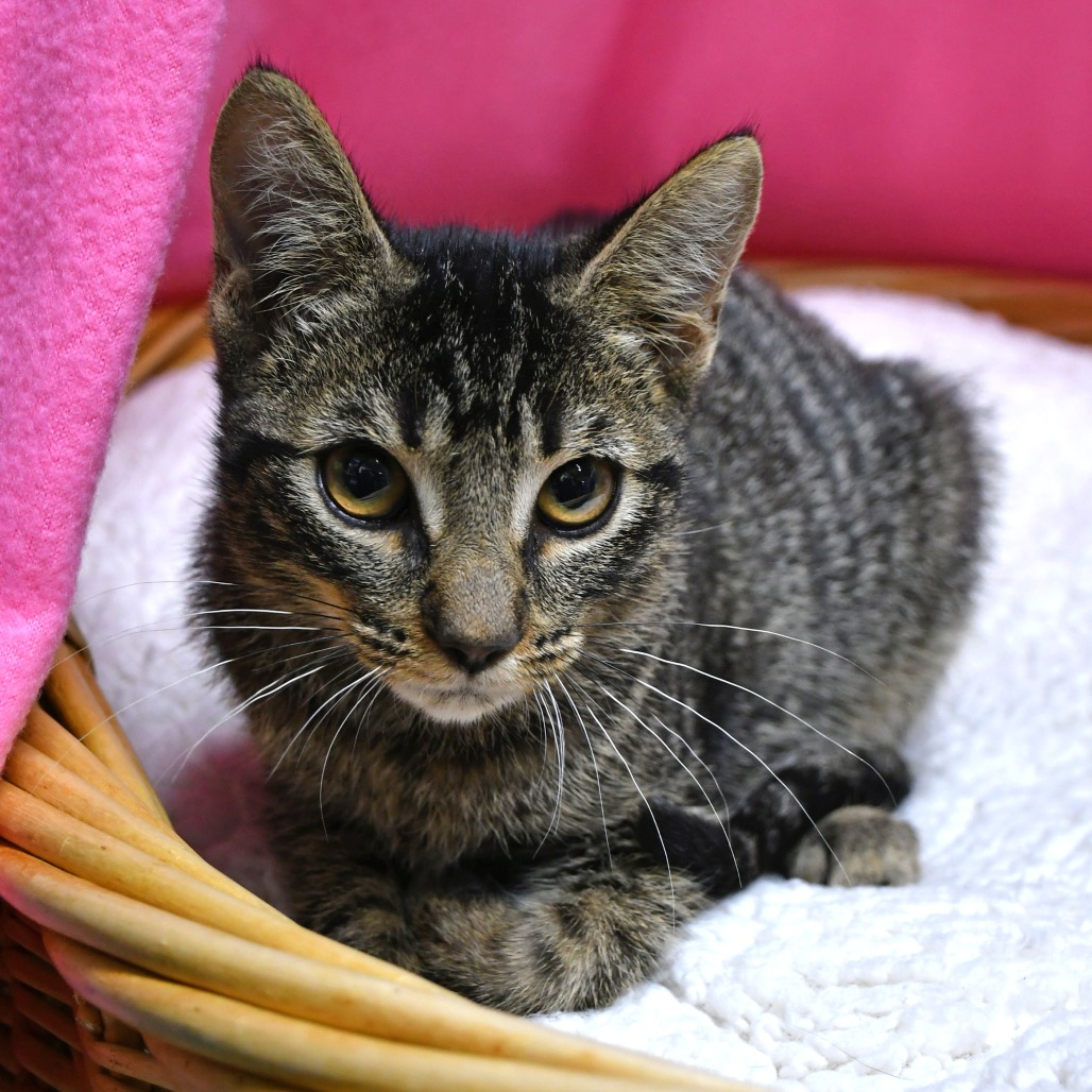 ELORA - Domestic Shorthair for adoption in Beaumont