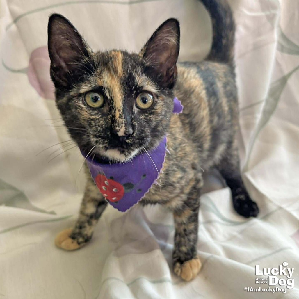 LUCILA - Domestic Shorthair available for adoption