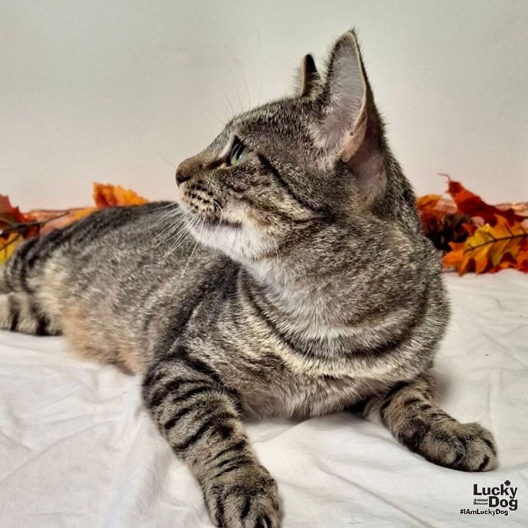 BIRDIE - Domestic Shorthair available for adoption