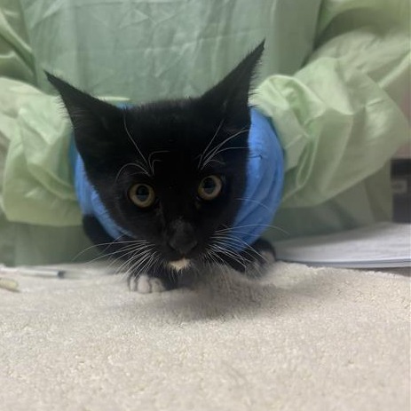 PAJAMAS - Domestic Shorthair available for adoption
