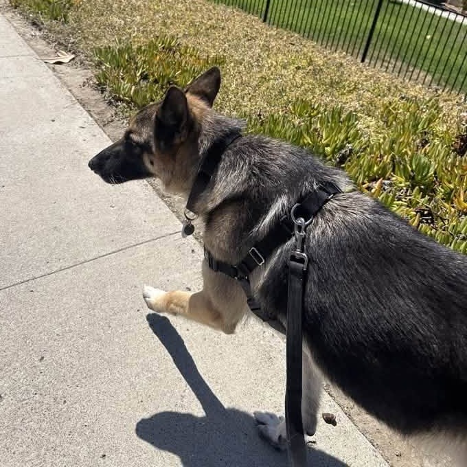 Rosco, photo 13