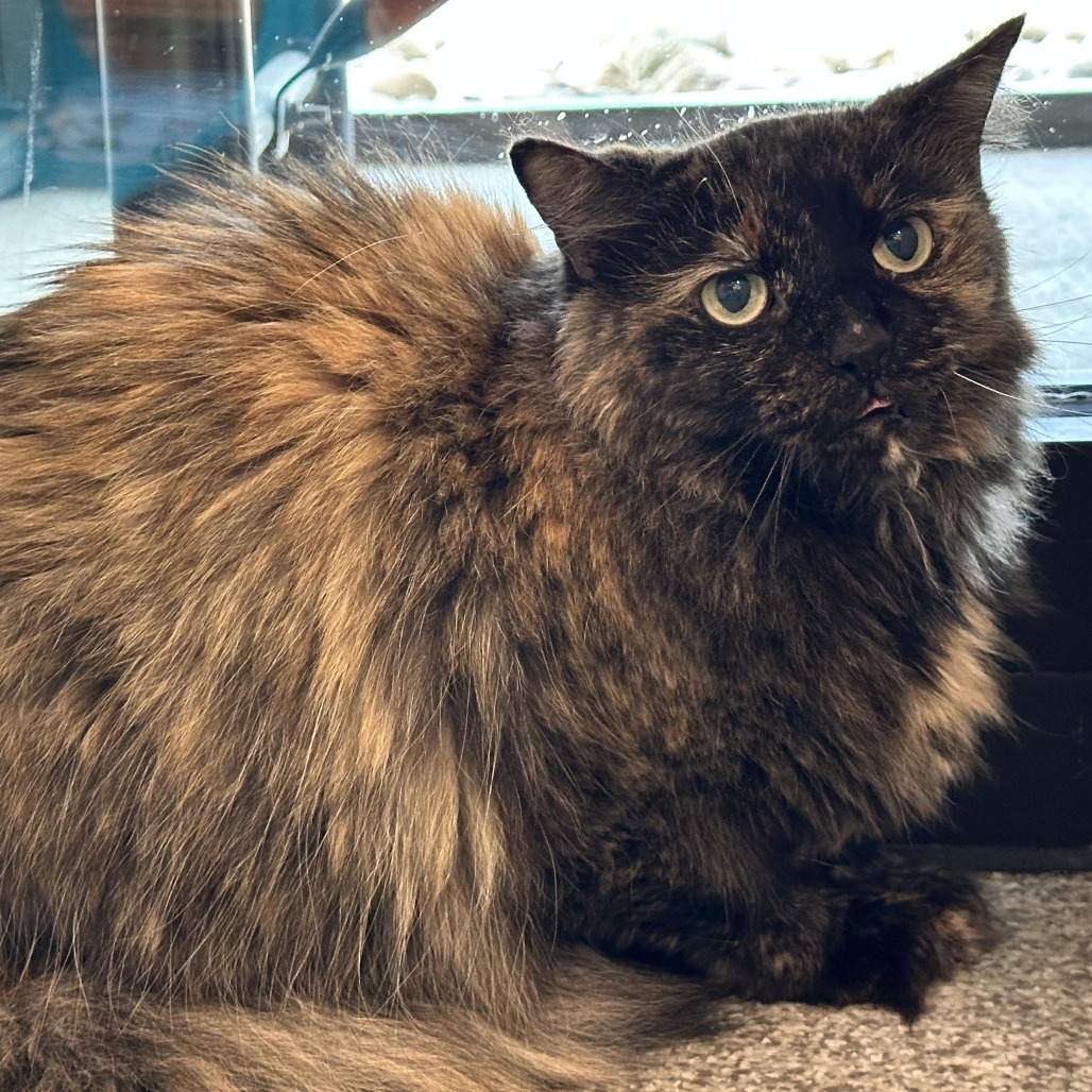 MS. FUZZ - Domestic Longhair available for adoption