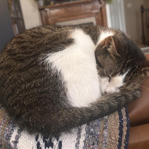 Nala, photo 7