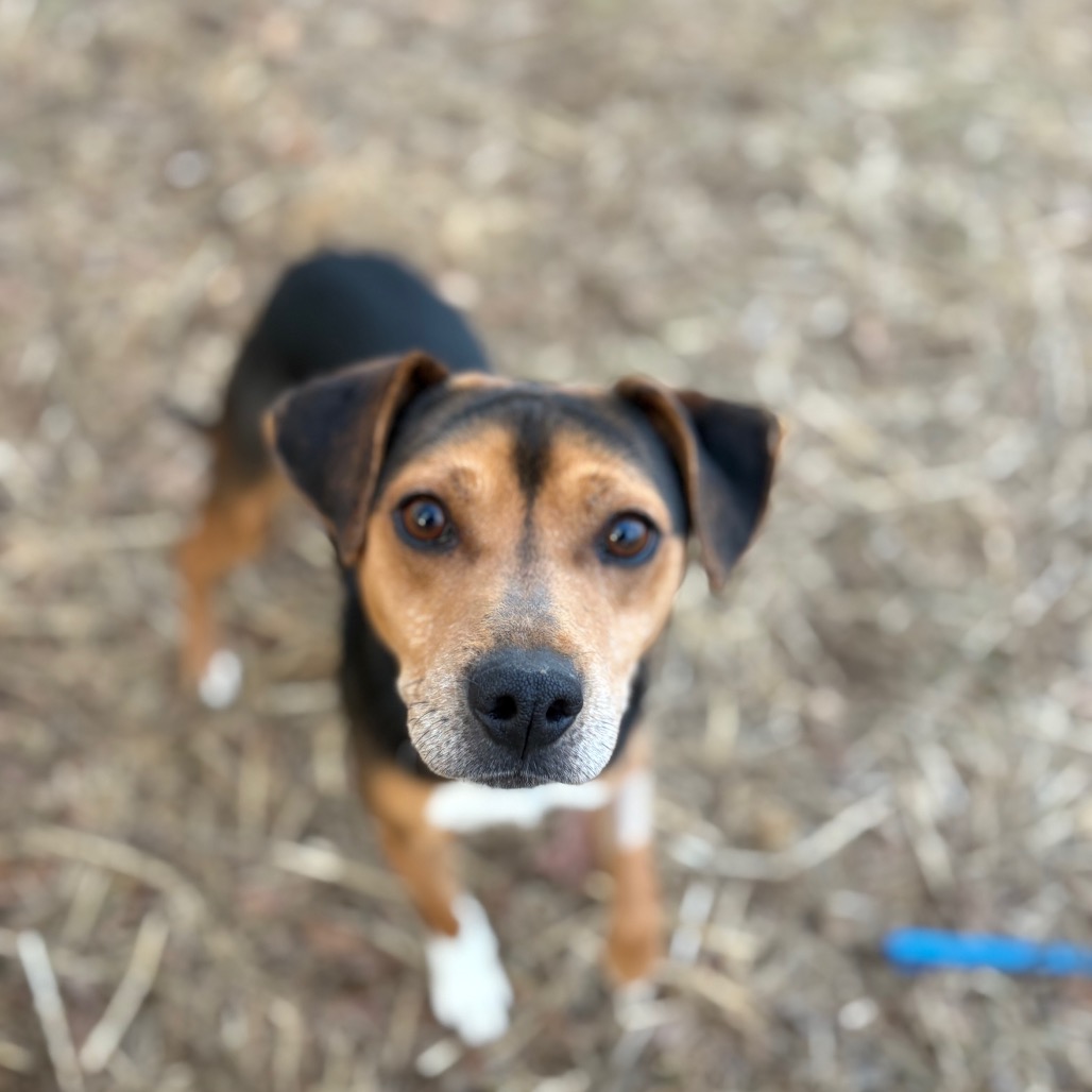 Homer — thumbnail 5