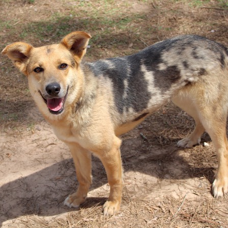 Catahoula Leopard Dog