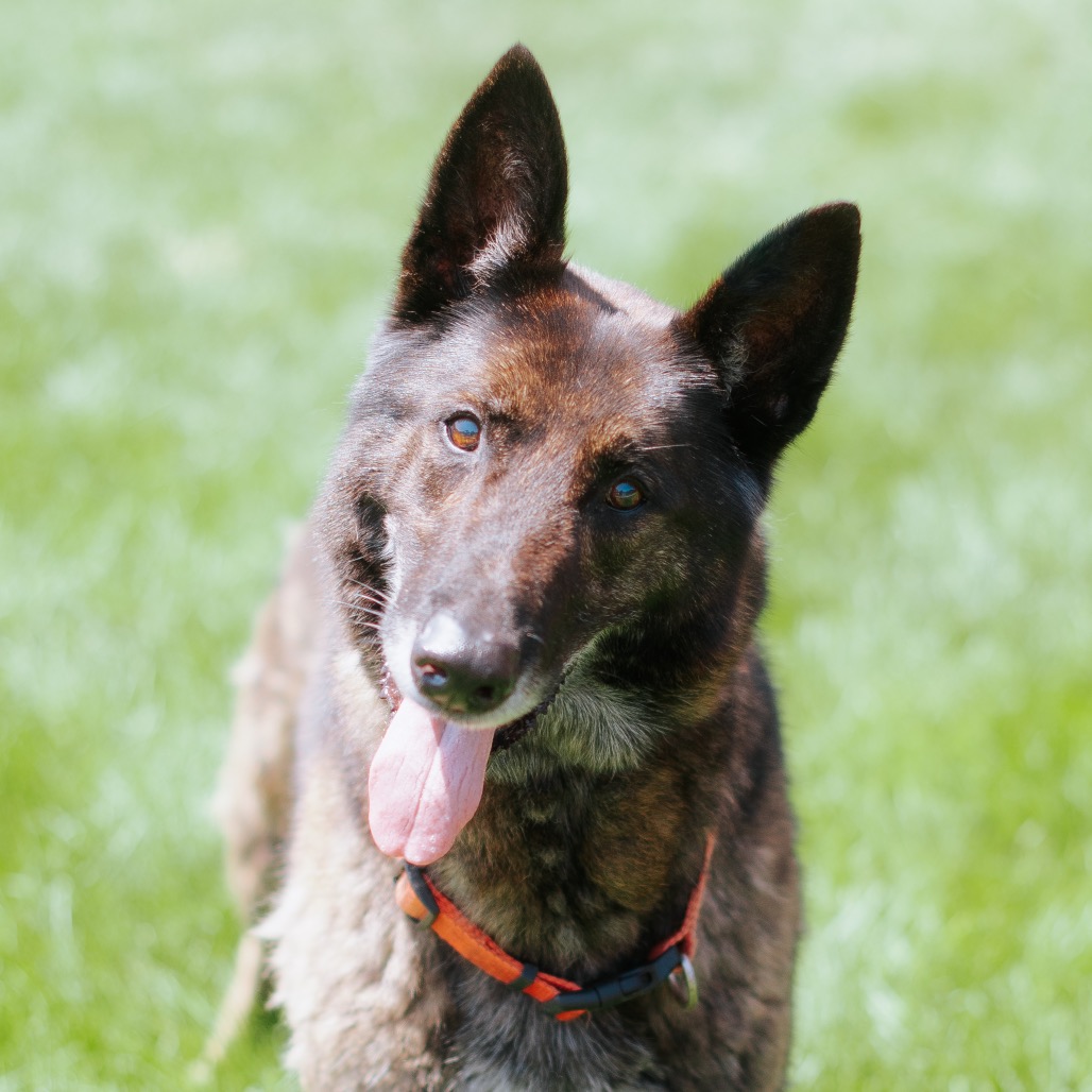 Shepherd