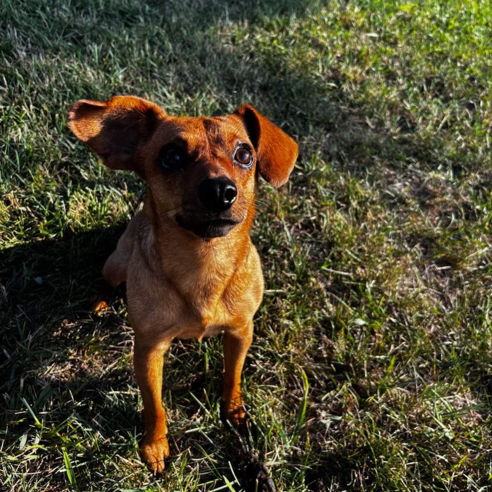 Daffodil(Dilly), photo 39