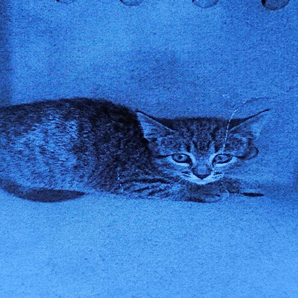 KIT-KAT - Domestic Shorthair available for adoption
