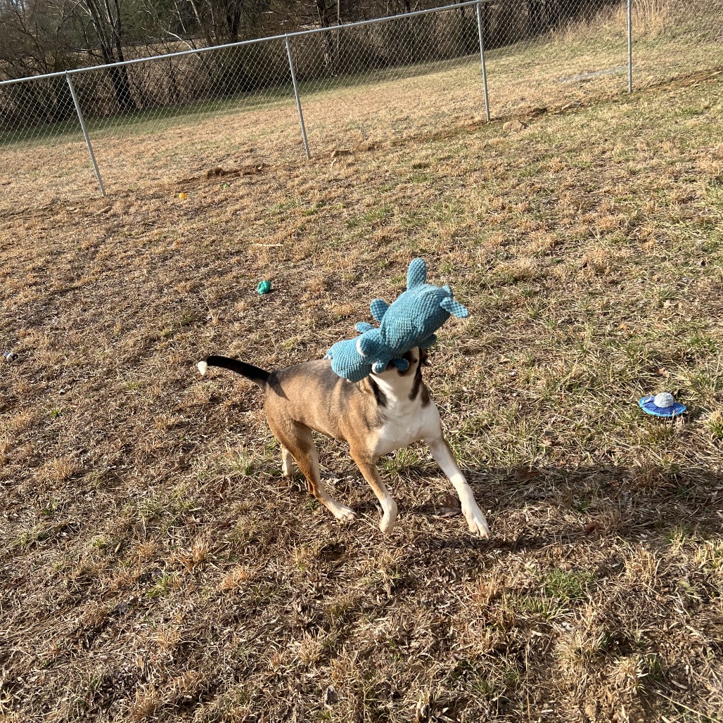 Rhett, photo 4
