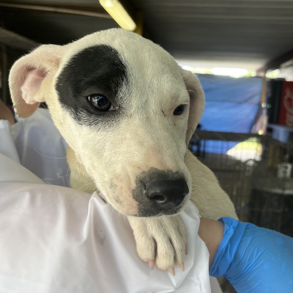 CARLY - Mixed Breed (Medium) available for adoption