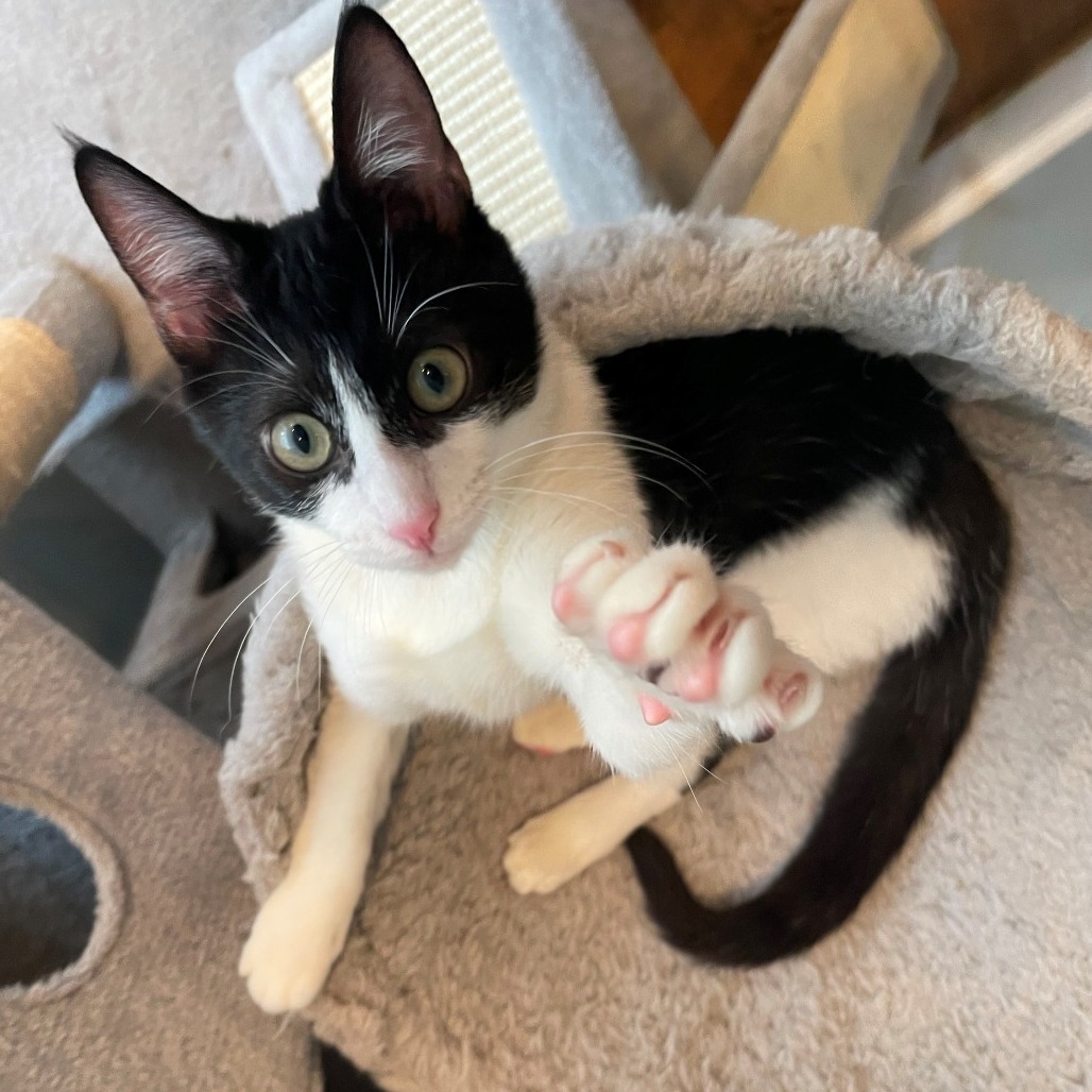 BLISSA - Domestic Shorthair available for adoption