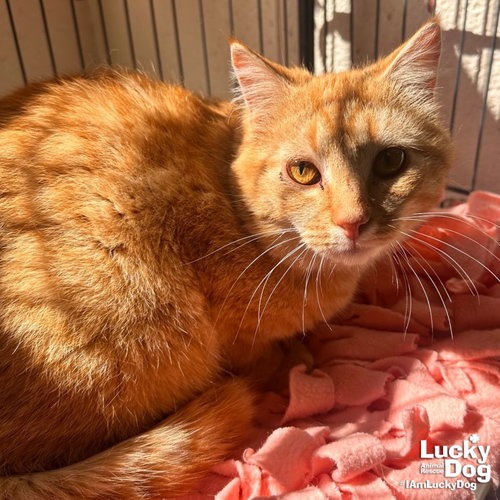 CATO - Domestic Shorthair available for adoption
