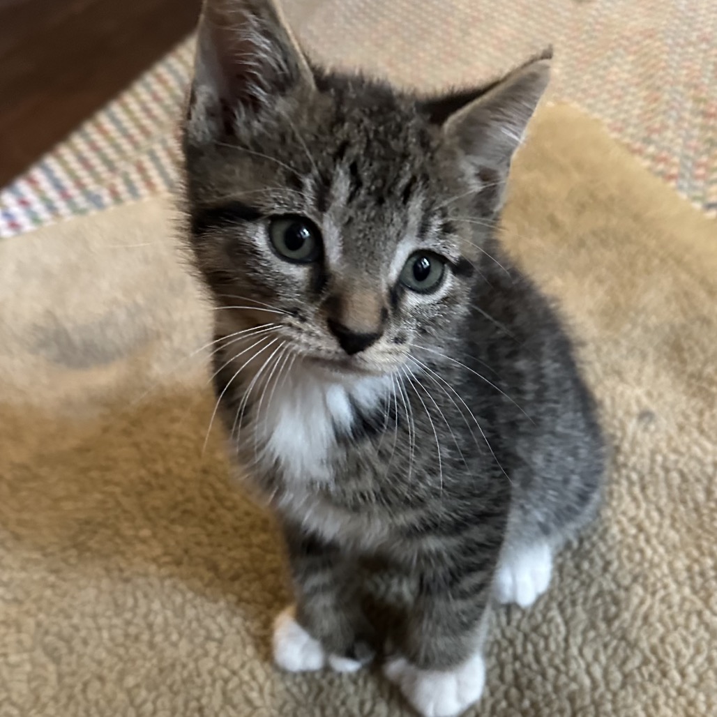 TOEBY - Domestic Shorthair / Extra-Toes Cat (Hemingway Polydactyl) available for adoption