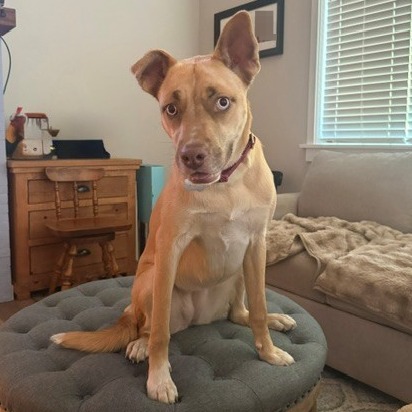 Pit Bull