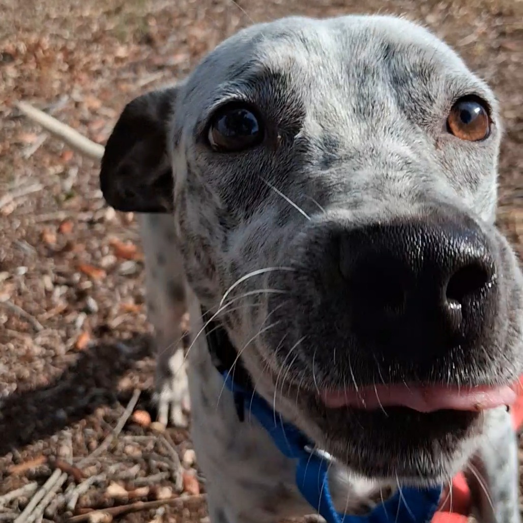 Pee Wee