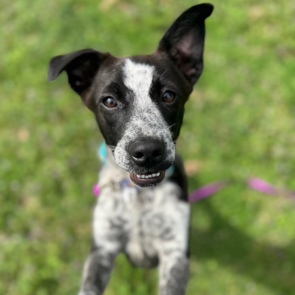 Gypsy — thumbnail 3