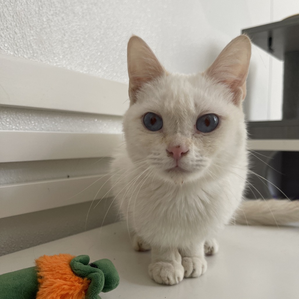 Cayenne, photo 2