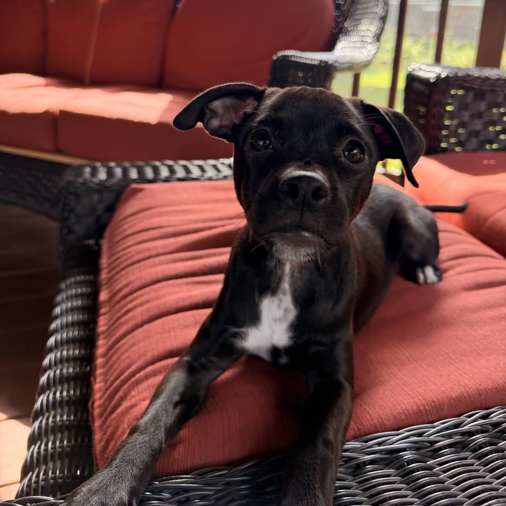 PEANUT - Mixed Breed (Medium) for adoption in Madison