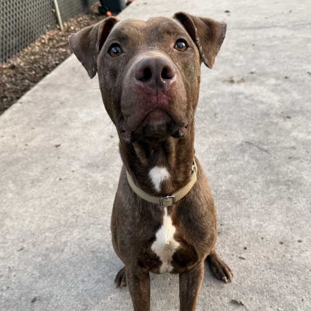 Leonidas — thumbnail 3