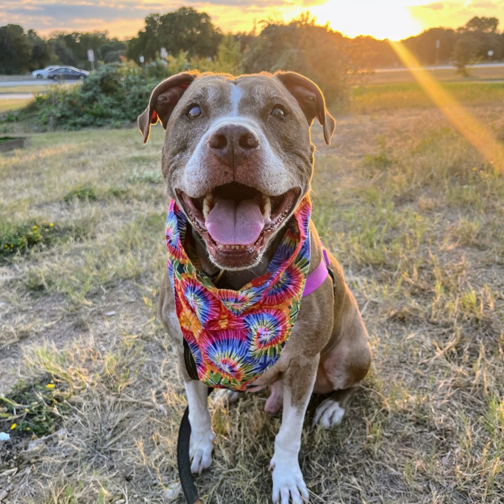 Oro, adoptable senior dog
