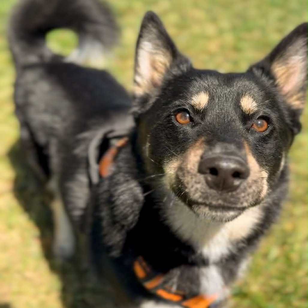 BOLT - Mixed Breed (Medium) for adoption in Dayton