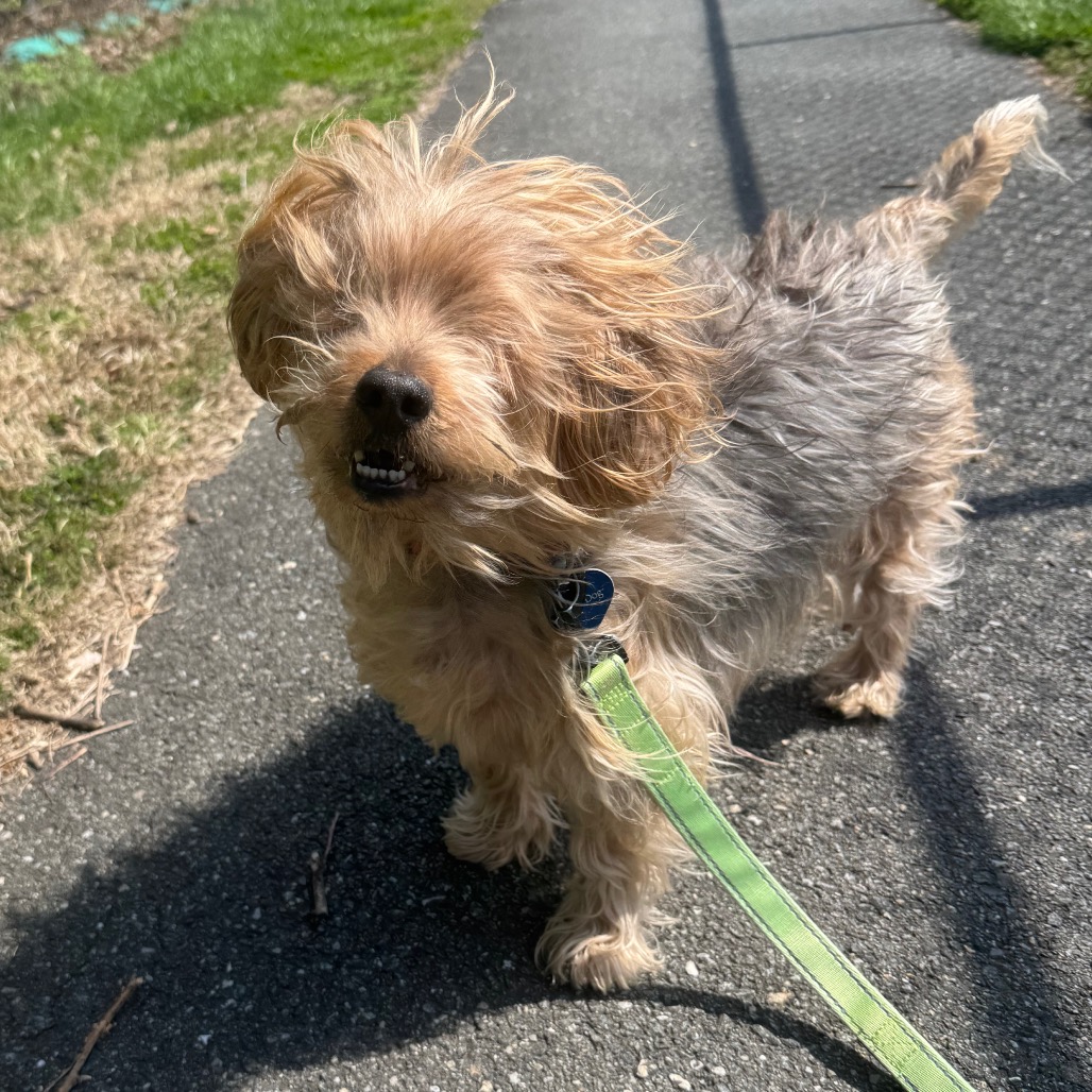Bear, additional photo