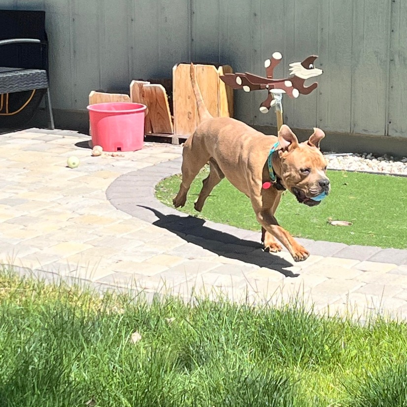 August (Auggie)