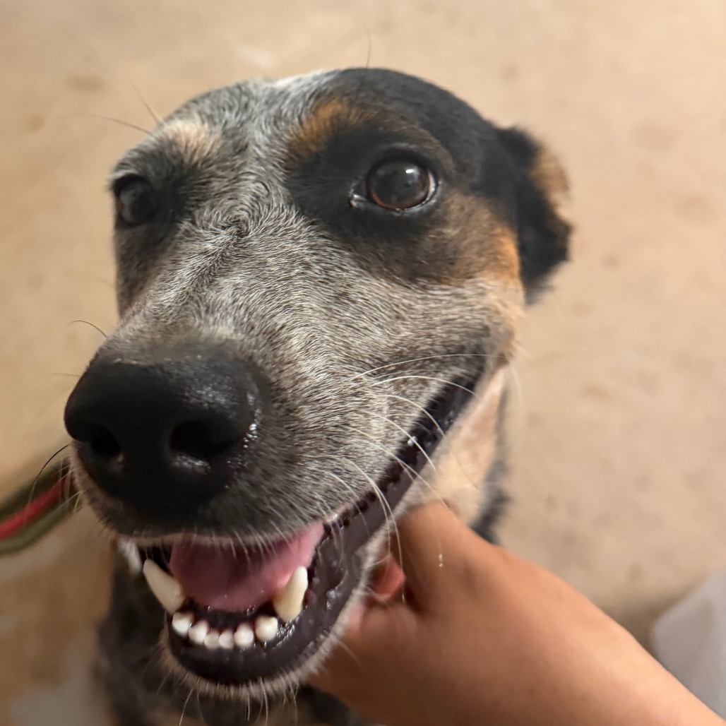 RHONDA - American Blue Heeler / Mix available for adoption