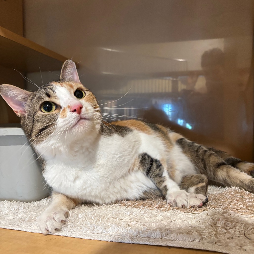 LACY - Domestic Shorthair available for adoption