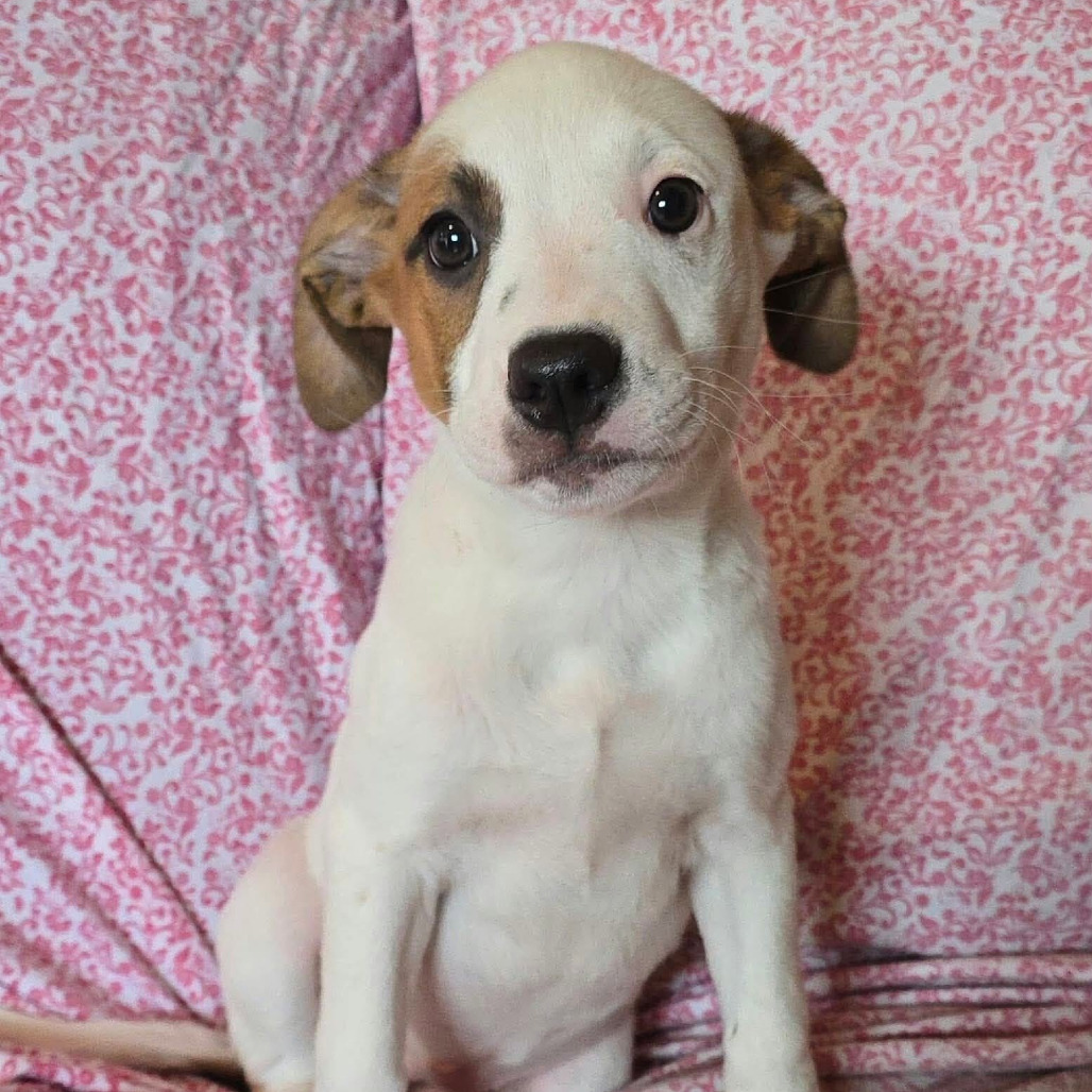 FOSTER NEEDED - H Puppy 3