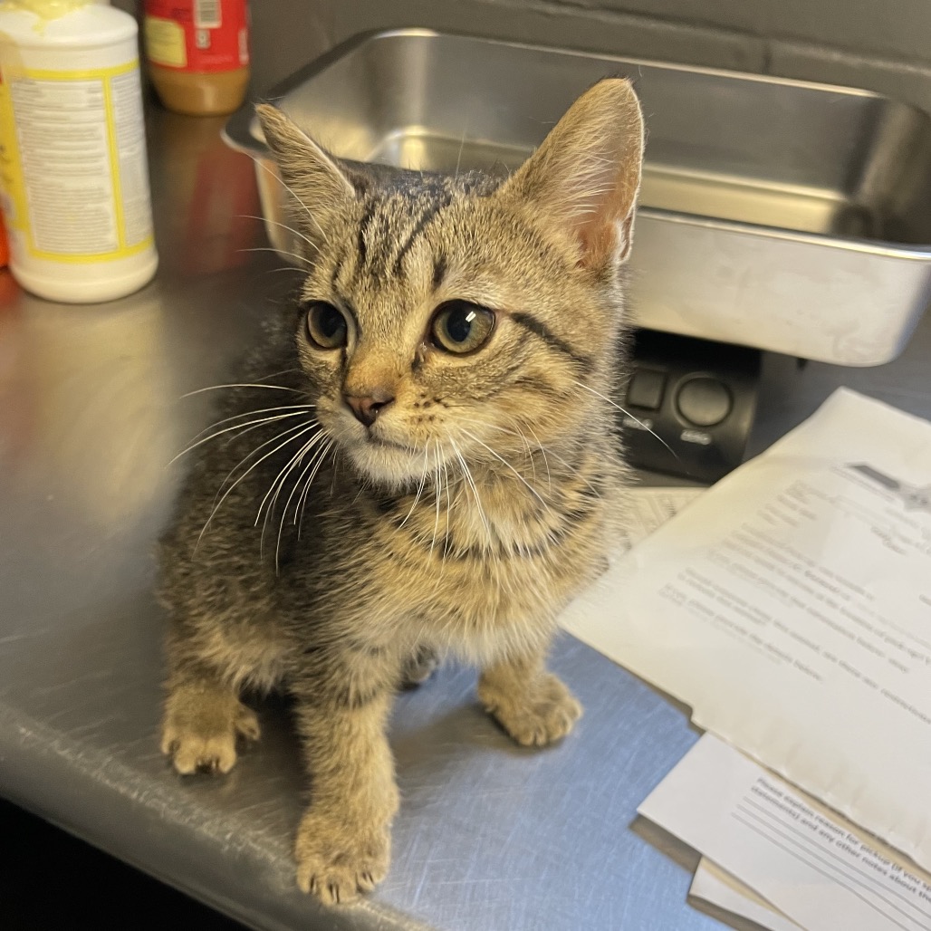 Tusc Stray 84794